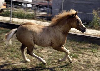 Prometea, the first reported horse clone.