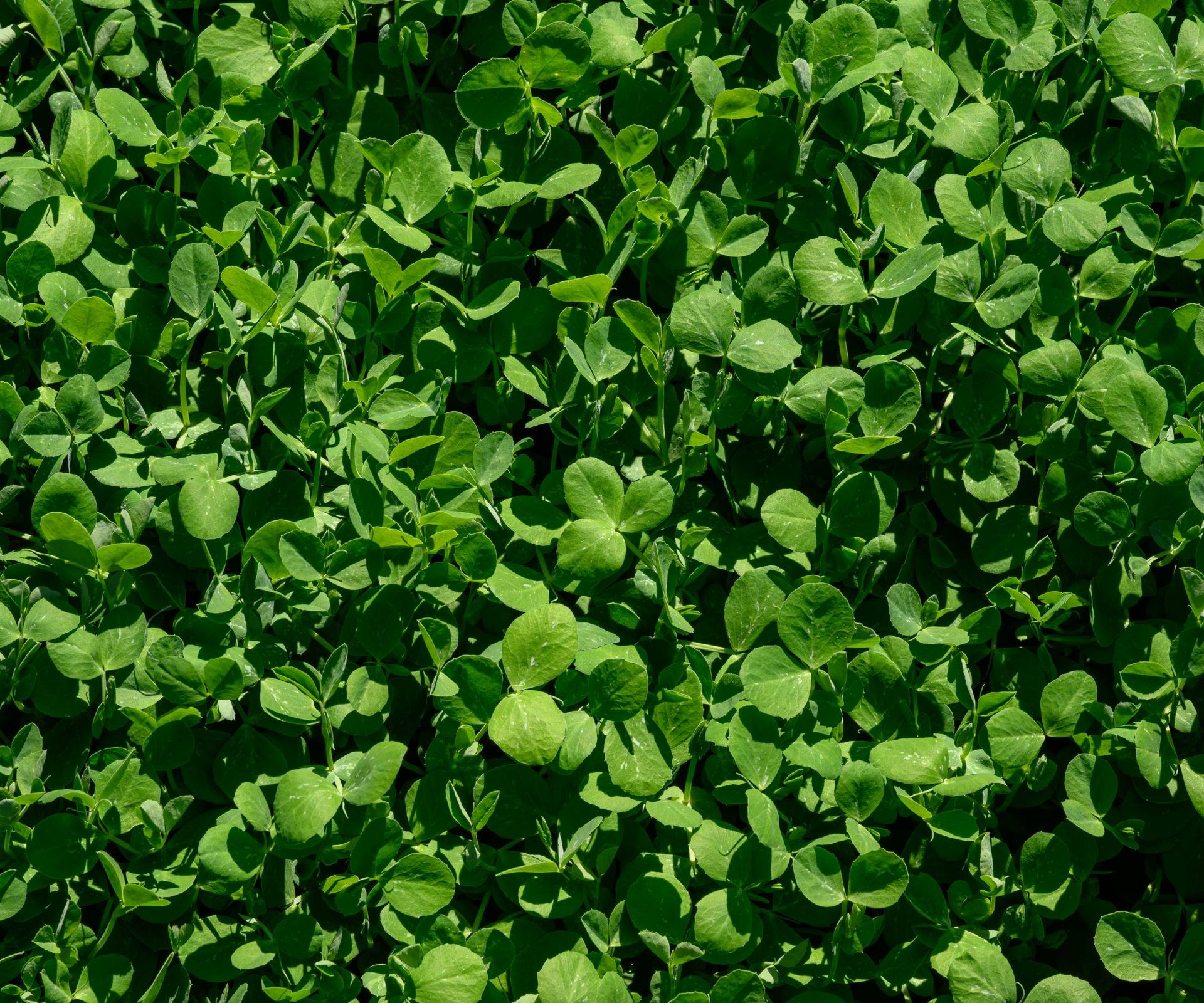 Densely growing field peas as a cover crop