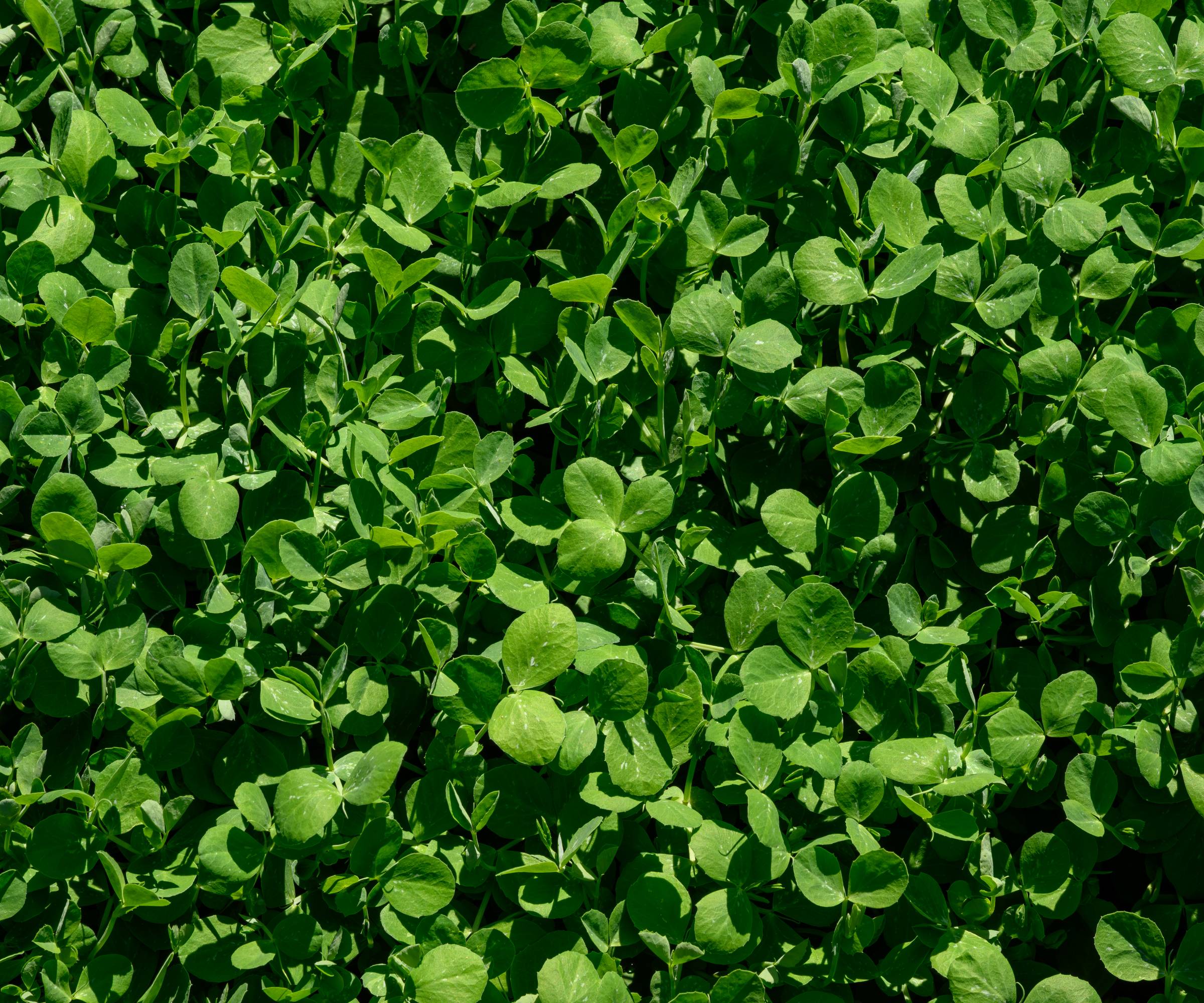 Densely growing field peas as a cover crop