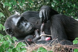 A chimpanzee and her child.