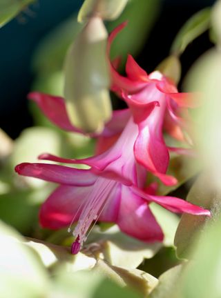 Blooming the Christmas cactus