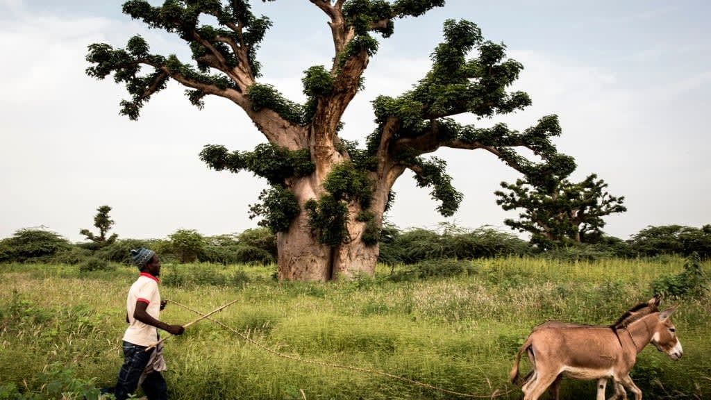 A baobab tree in Senegal.