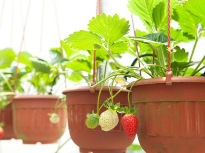 Gardener’s Best® Strawberry and Herb Grow Bag