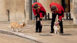 The corgis of Queen Elizabeth II, Muick and Sandy seen in the grounds before the Committal Service for Queen Elizabeth II