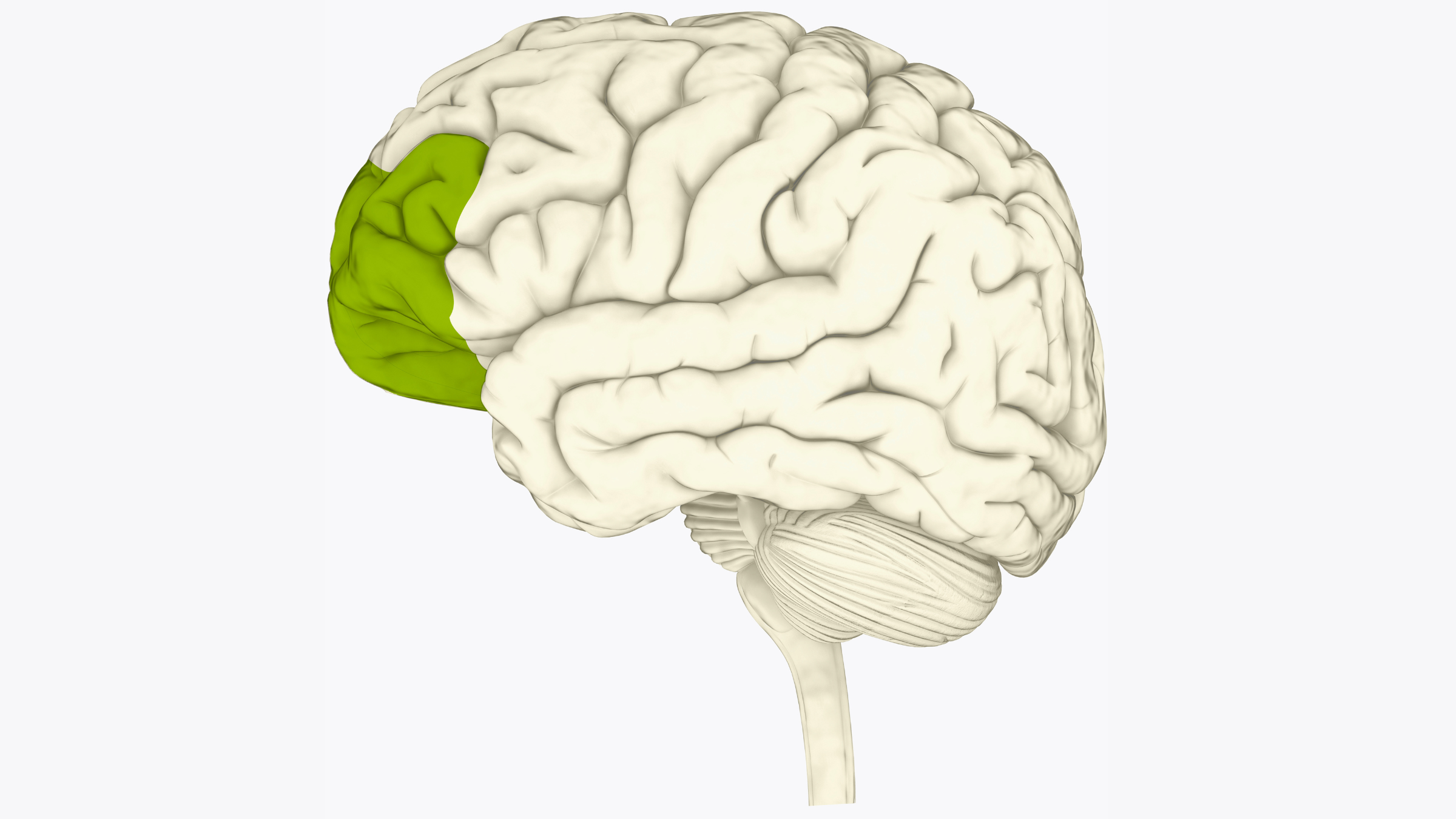 Illustration of the brain in cream with the prefrontal cortex highlighted in green. The background is white.