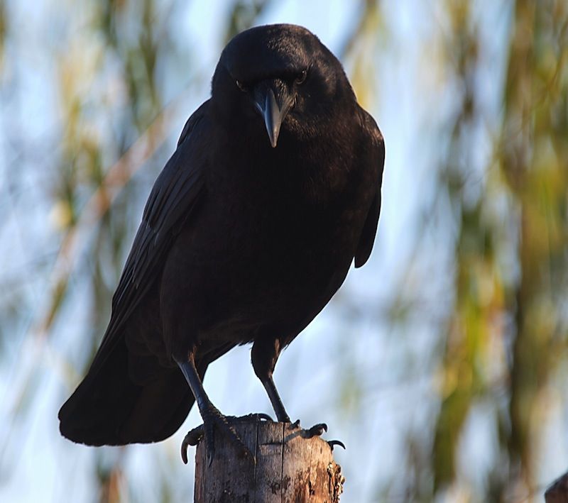 Raven percing on a post facing the camera.