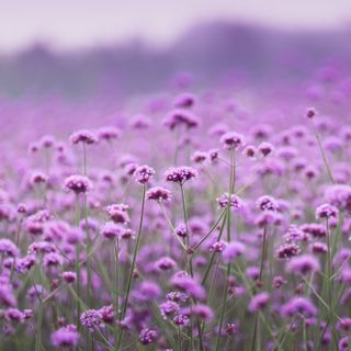 Purple blooms of verbena in a field