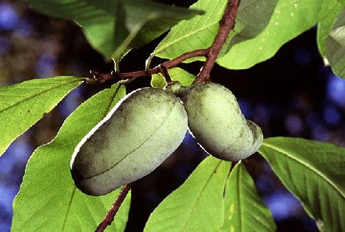 What Is a Paw Paw | Pawpaw Fruit | Live Science