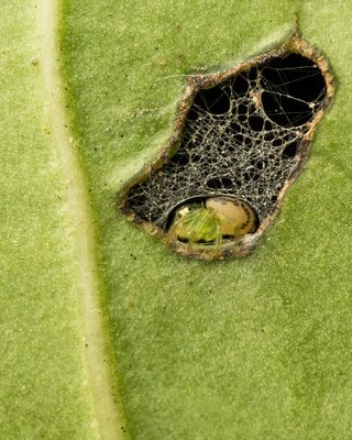 A small spider inside a droplet of water on a leaf.