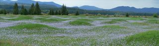 Spring wildflowers carpet Mima Mounds National Area Preserve in Washington.