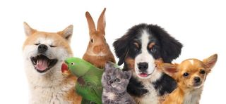 Dogs, a cat, rabbit, and a bird huddled together for a photo