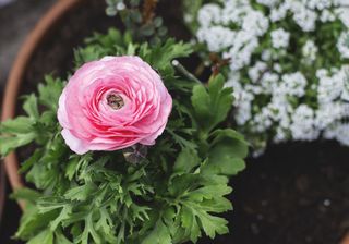 Pink ranunculus flower in a pot