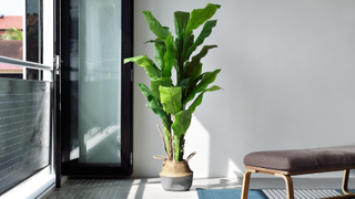 Living room with single plant