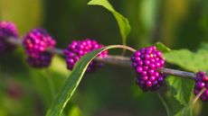 The pink fruits of an American beautyberry with light green foliage