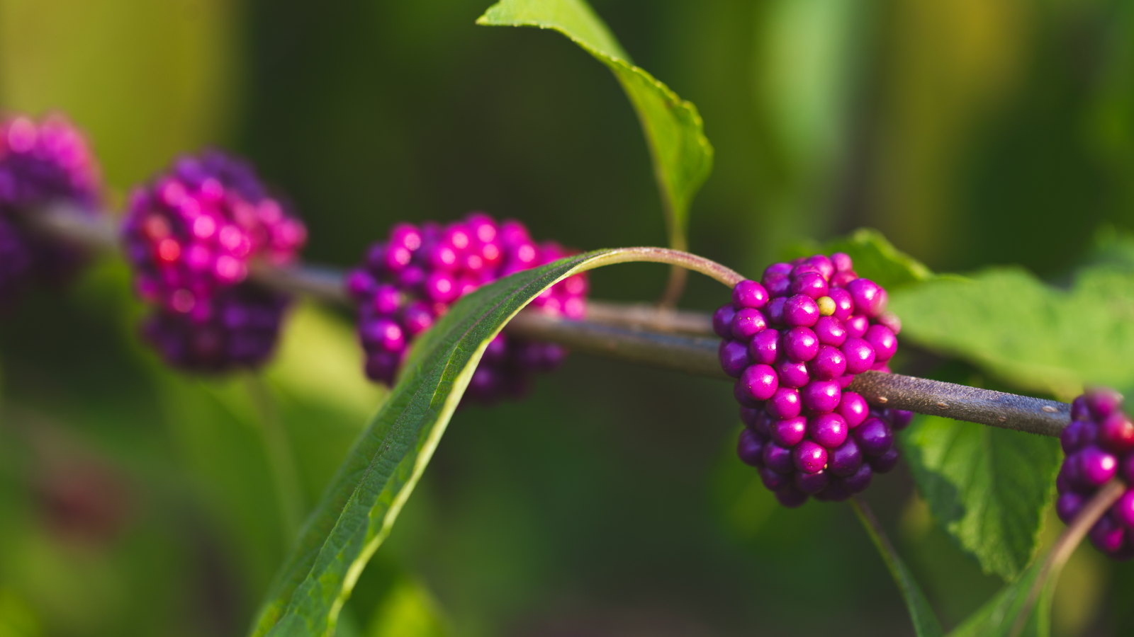 The pink fruits of an American beautyberry with light green foliage