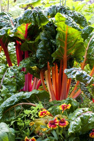 A rhubarb plant surrounded by flowers.