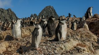 Chinstrap penguins (Pygoscelis antarctica) at Point Wild on Elephant Island, an island in the South Shetland Islands archipelago off the Antarctic Peninsula.