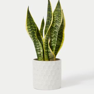 M&S Snake Plant