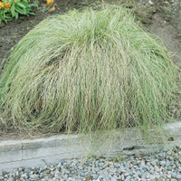 Carex comans&nbsp;'Frosted Curls' at Crocus