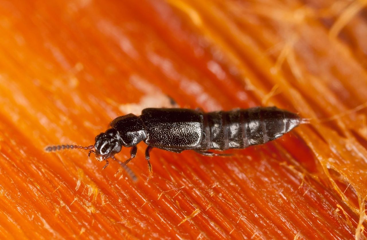 Black Rove Beetle