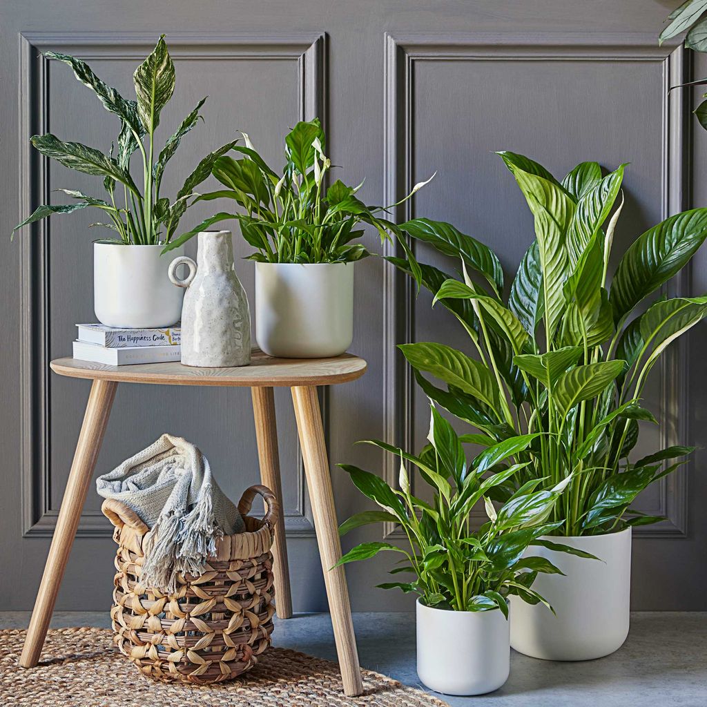 How to keep flies off house plants 6 ways to protect indoor plants