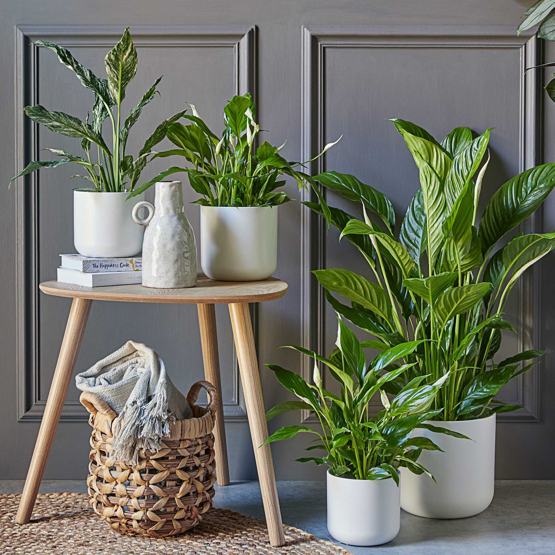 How to keep flies off house plants 6 ways to protect indoor plants