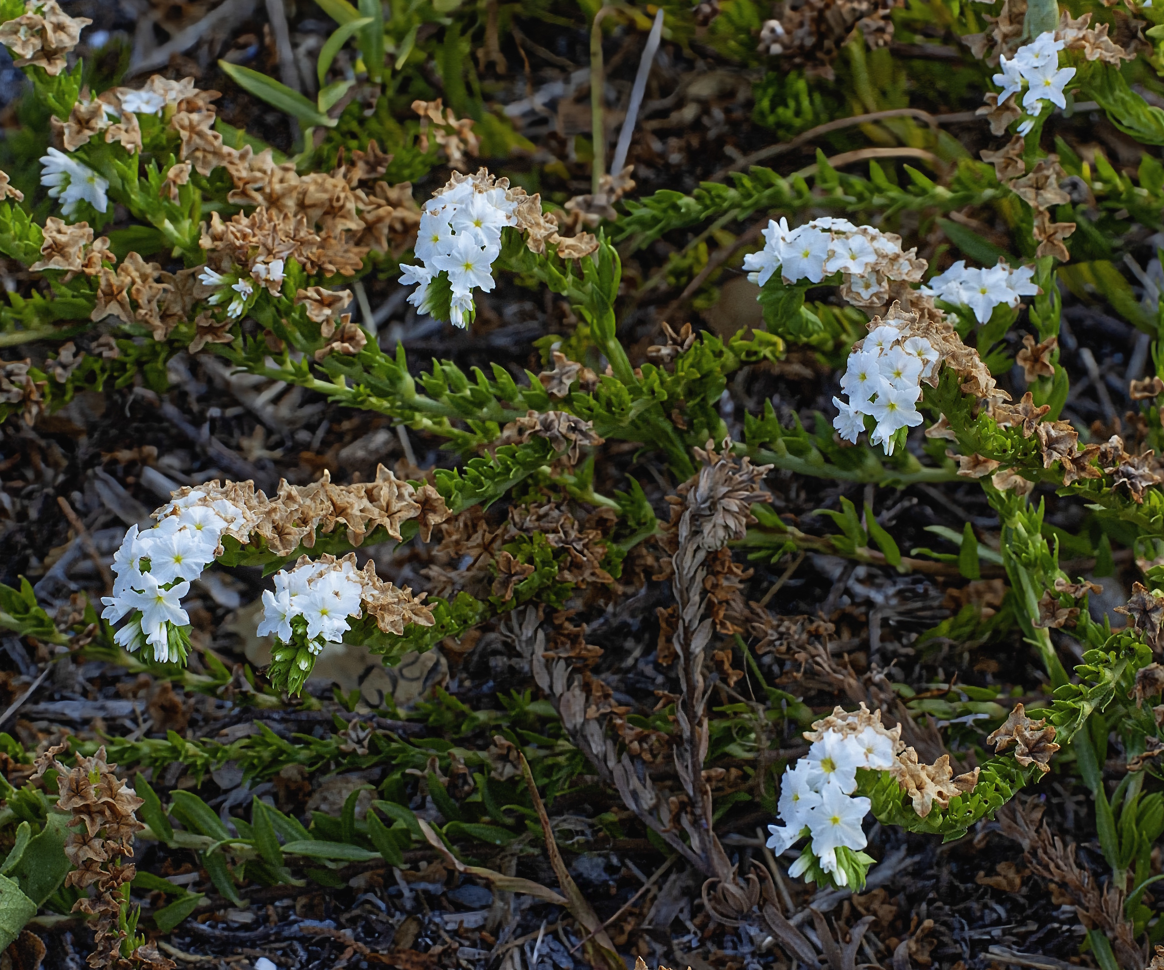 Pineland Heliotrope
