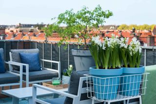 blue pots of hyacinths on roof terrace