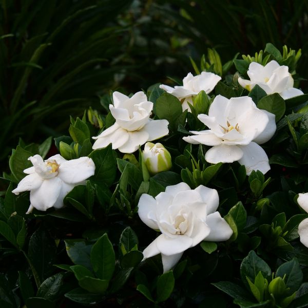 Steady as She Goes&amp;reg; Gardenia