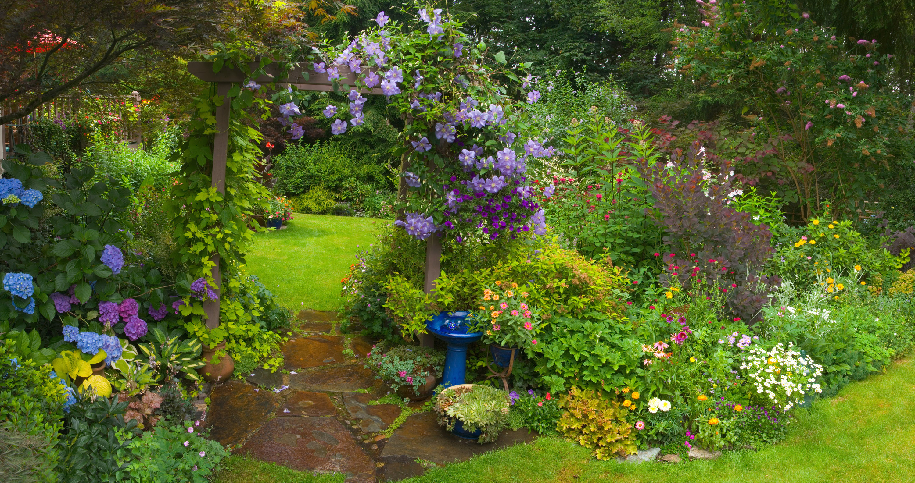 How to grow clematis: pretty climbing flowers for your fences and walls ...