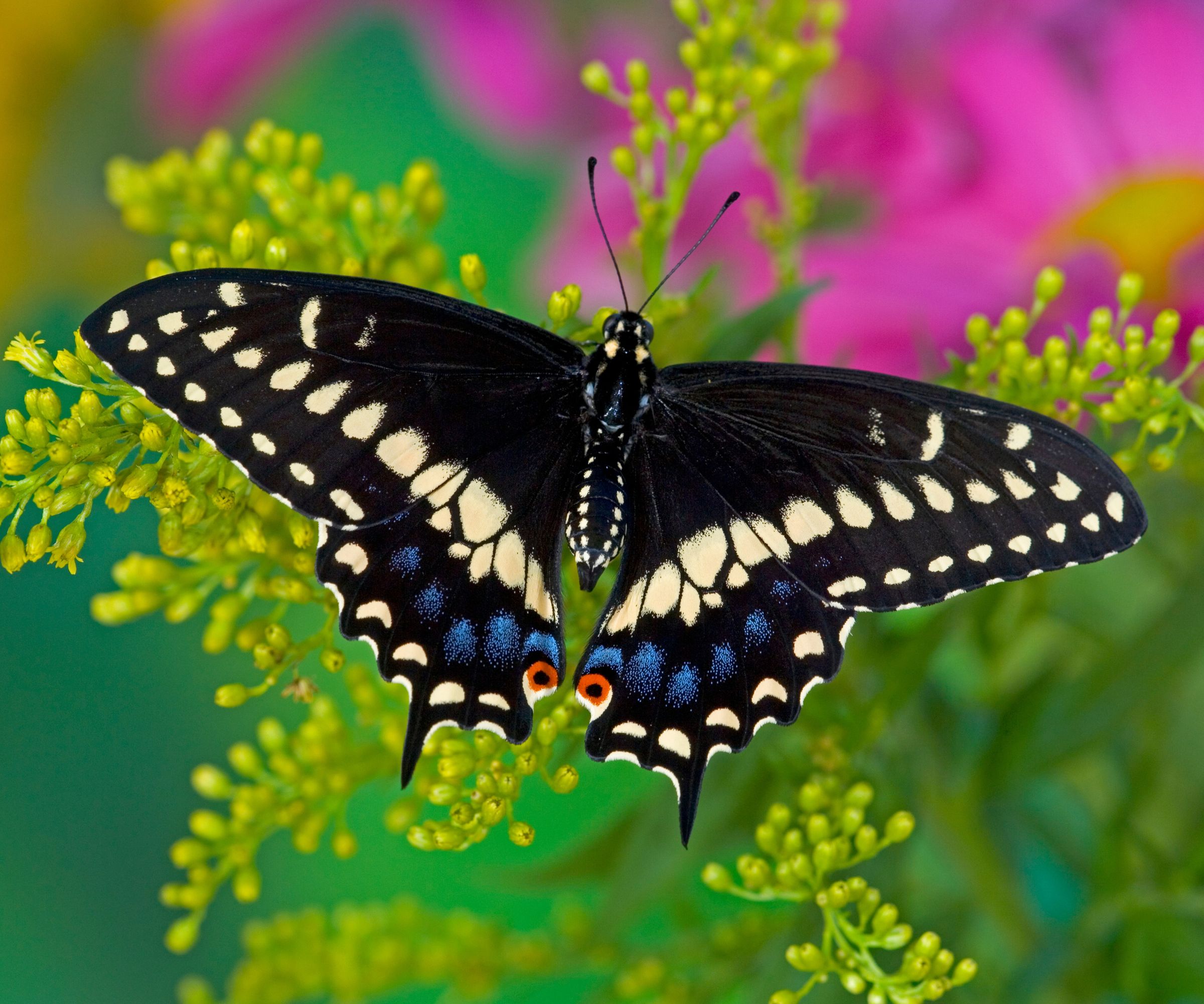 Female Black Swallowtail Butterfly on Colorful Flowers