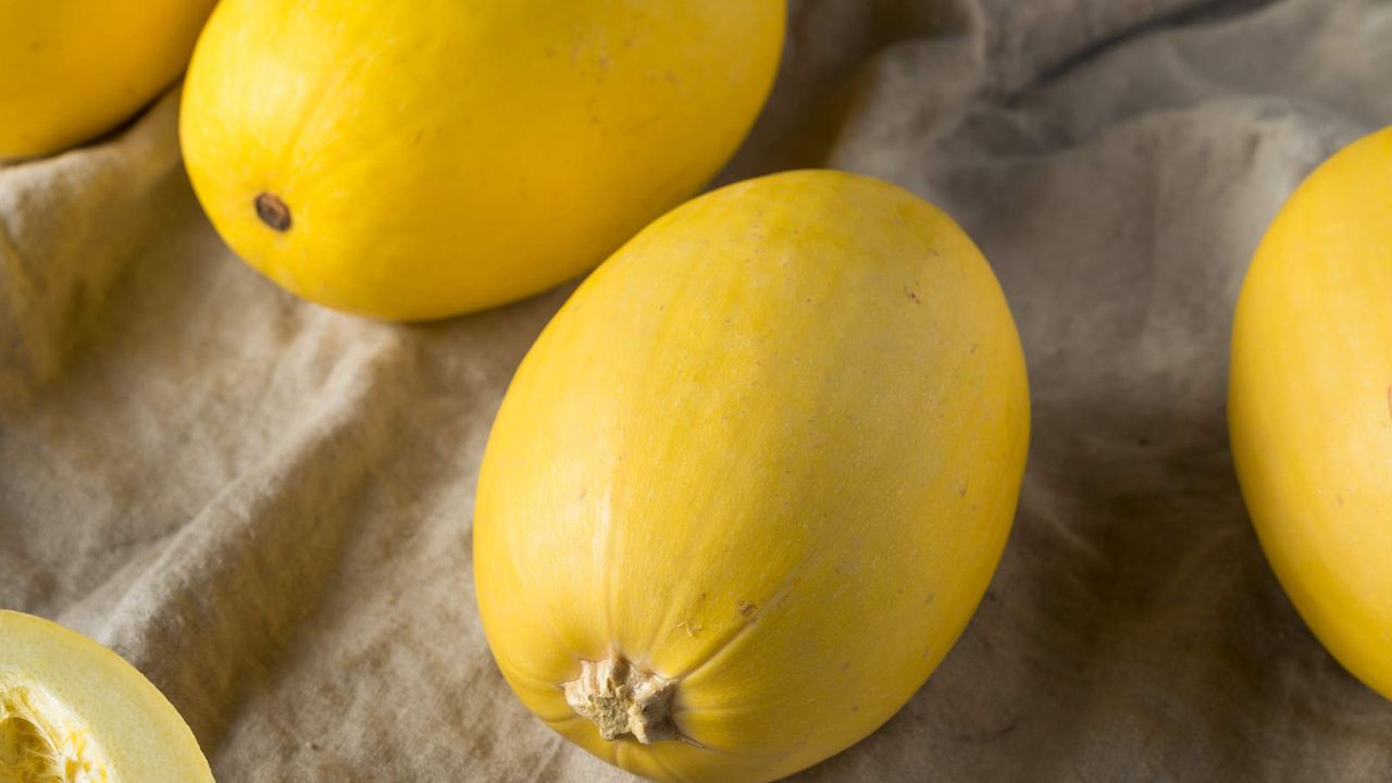 Harvested ripe winter squash ready to use in the kitchen