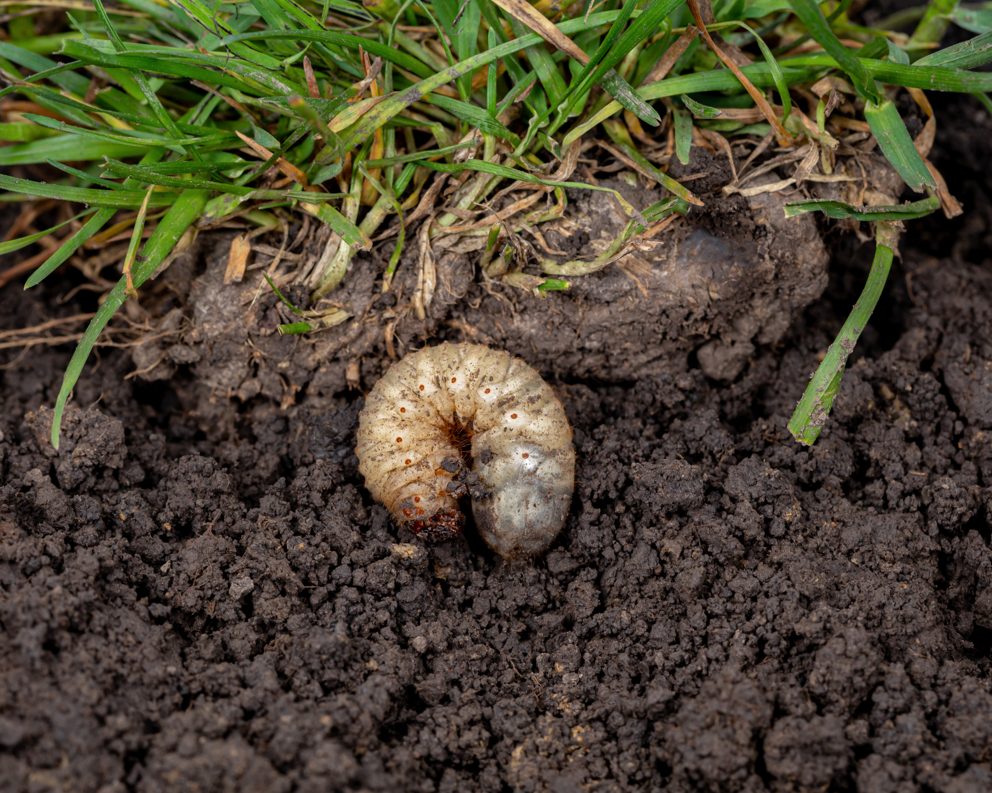 chafer grub or grub worm or white grub in soil of a lawn