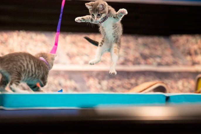 KittenSummerGames_0405_864.jpg