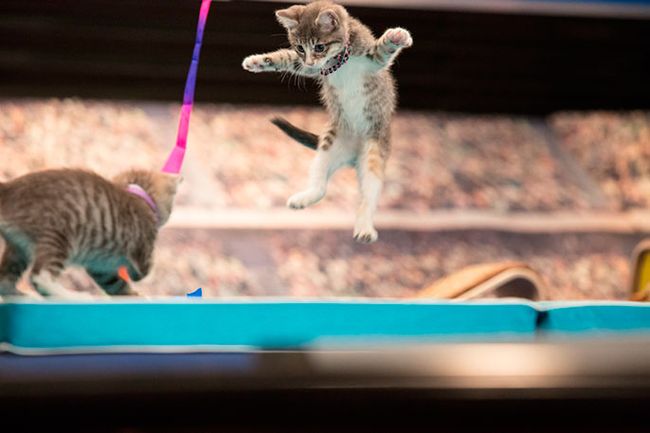 KittenSummerGames_0405_864.jpg