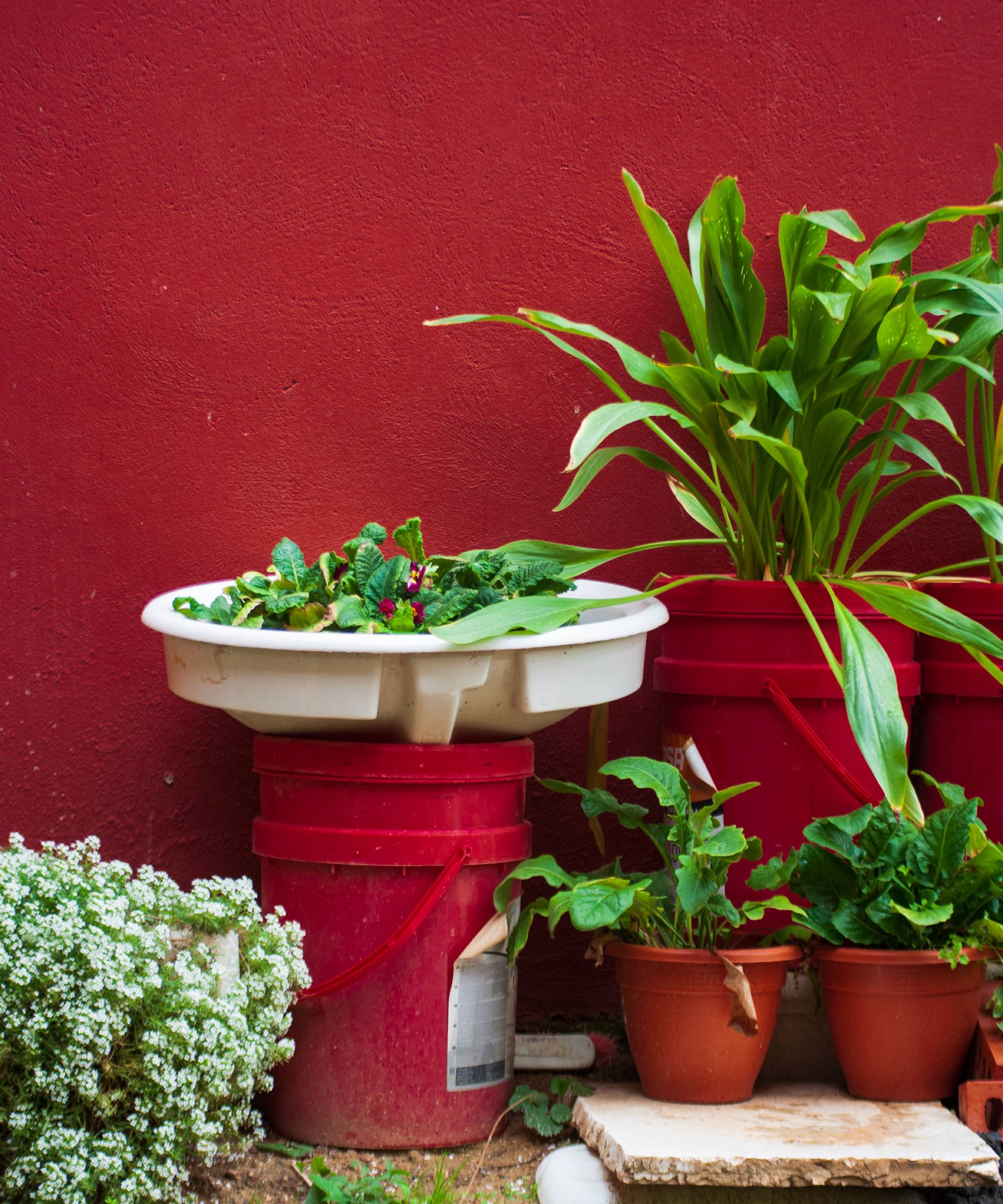 Plants growing on top of a 5 gallon bucket against a bright red wall