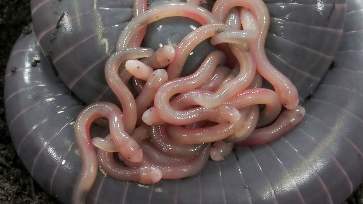 Worm-like creature squirts ‘milk’ from its butt to feed its young in 1st-of-its-kind video