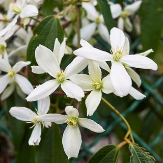 Clematis armandii with white blooms