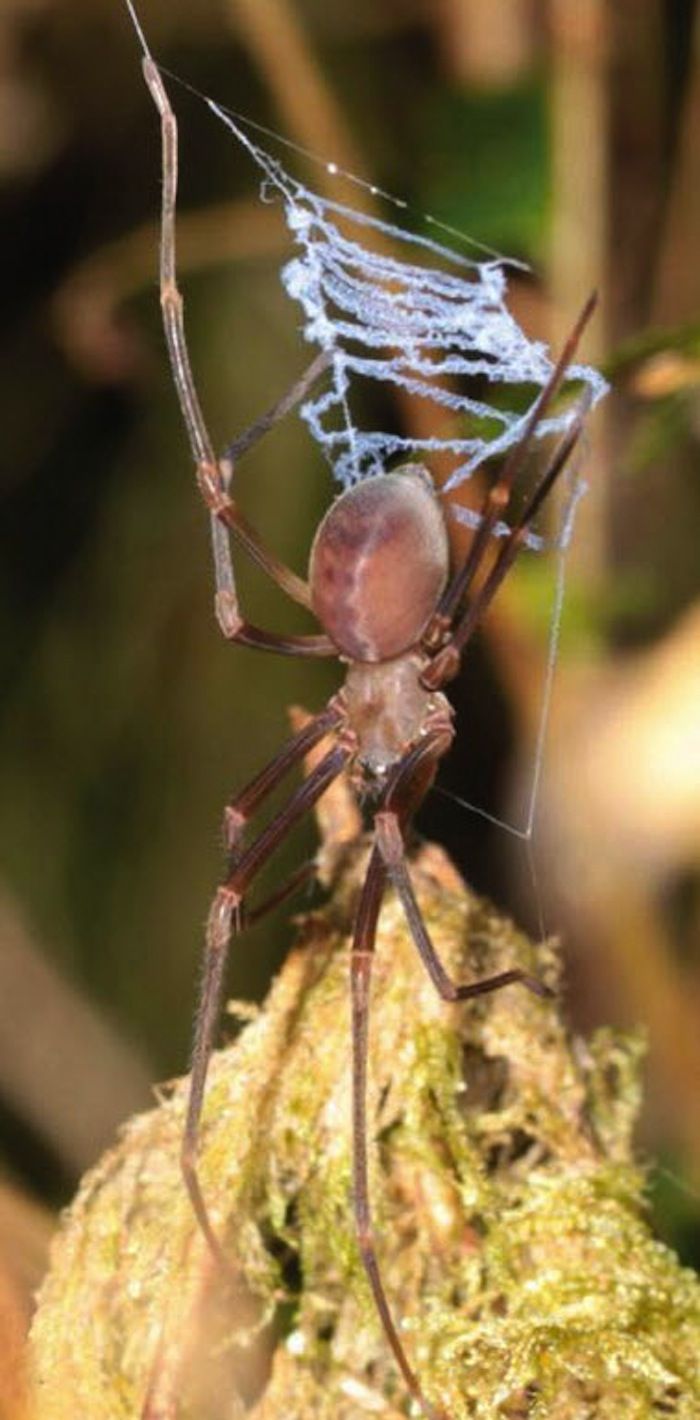 Progradungula Otwayensis Spider and Ladder-Shaped Web