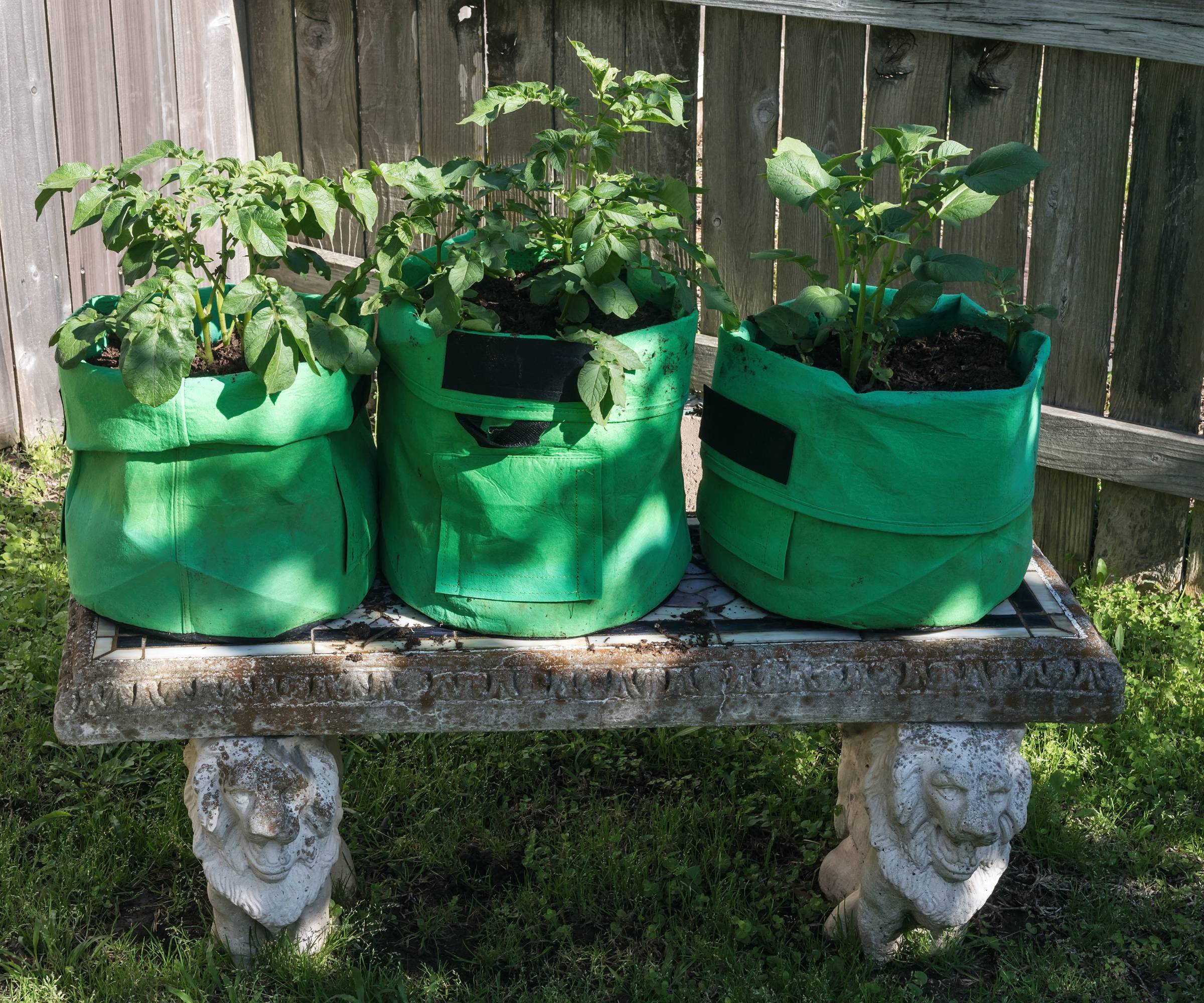 Three grow bags of potato plants on a stone bench