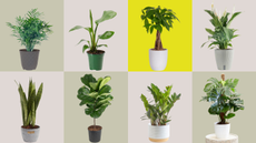 A selection of houseplants