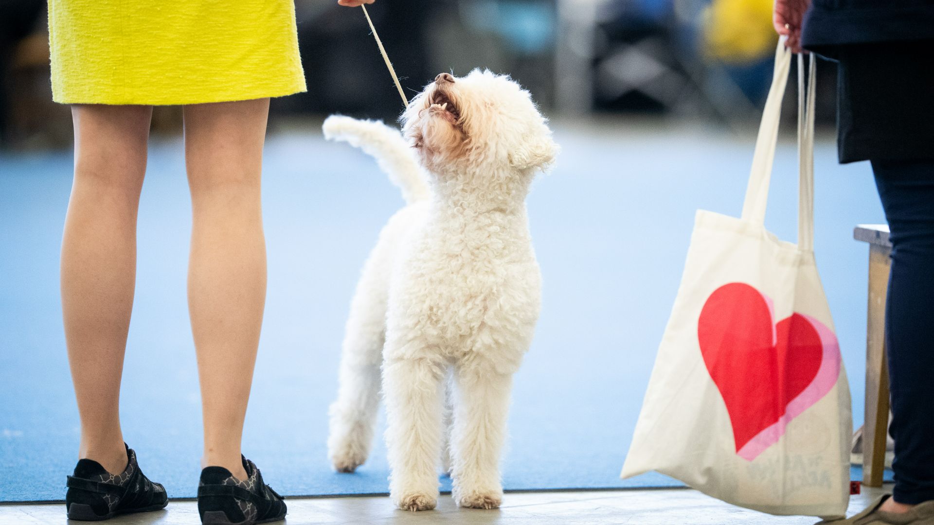 World Dog Show