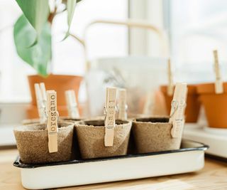 pots with seed labels made from wooden pegs