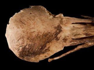 This is a detail of the top of the skull showing feathers adhering to the cranium of Apteribis sp.