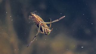 Water Boatman fly upside down on the surface of a pond