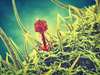 An illustration of a bacteriophage.