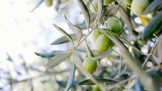 olive tree close-up