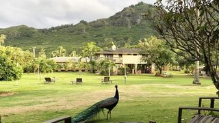 The AirPods Max saved me from noisy peacocks when I was in Hawaii.