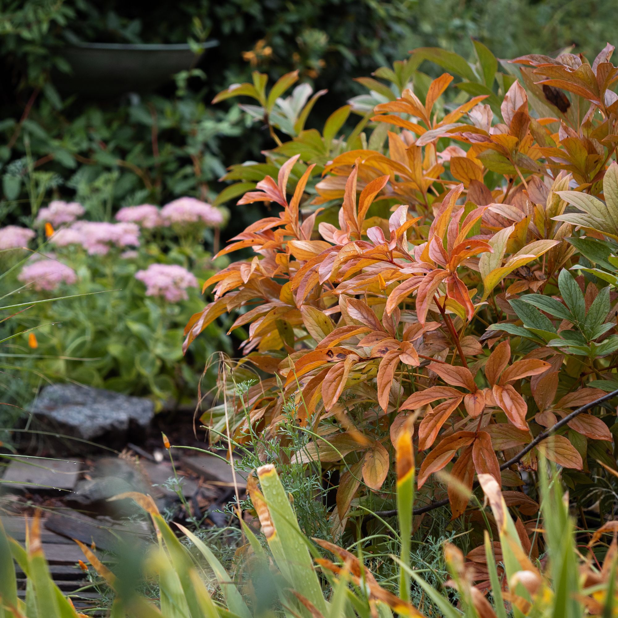 peonies in autumn garden
