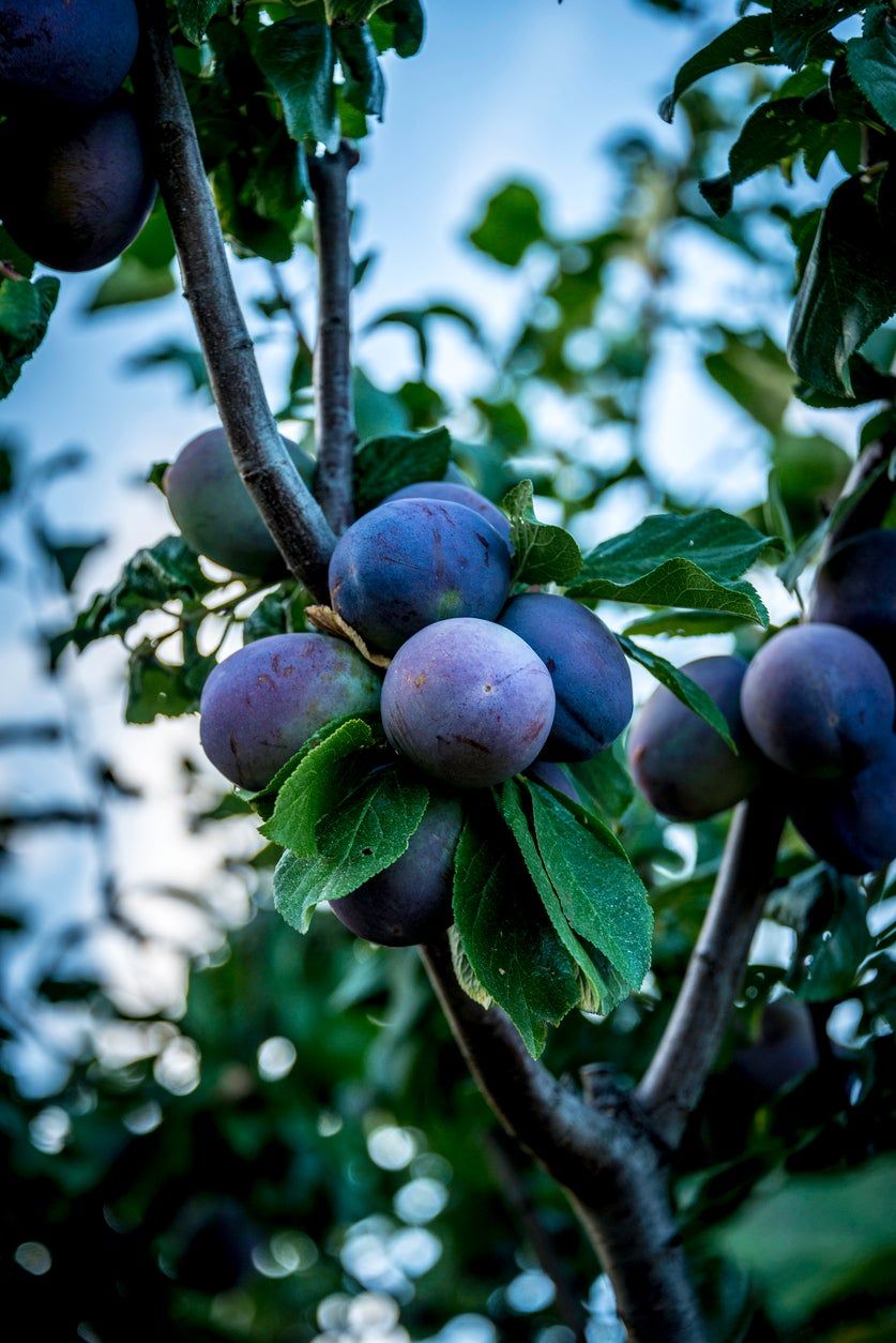 European Plum Tree